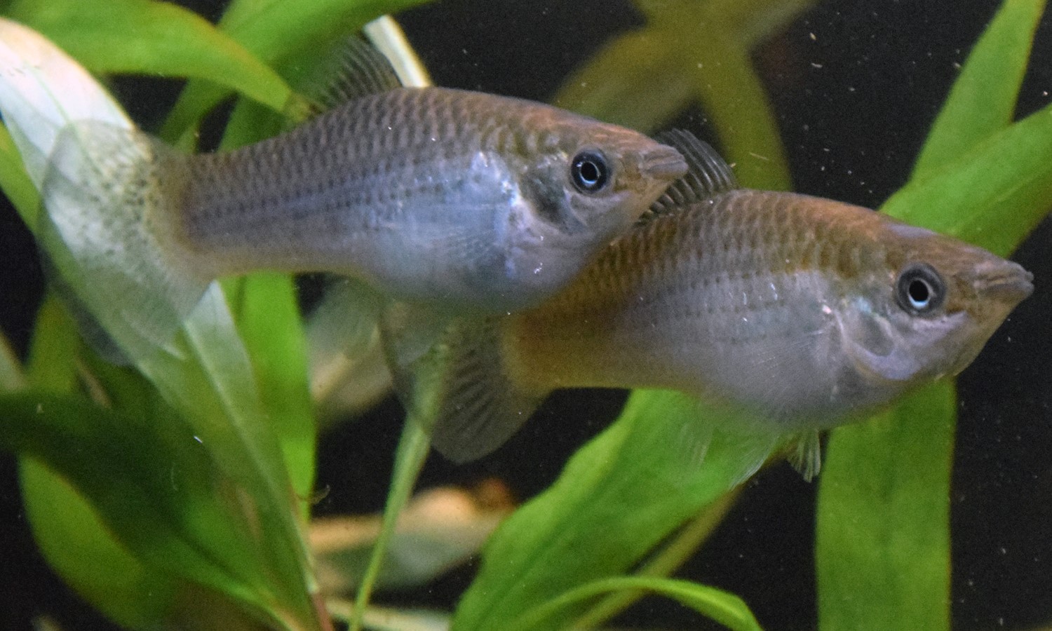 Laskowski Fish